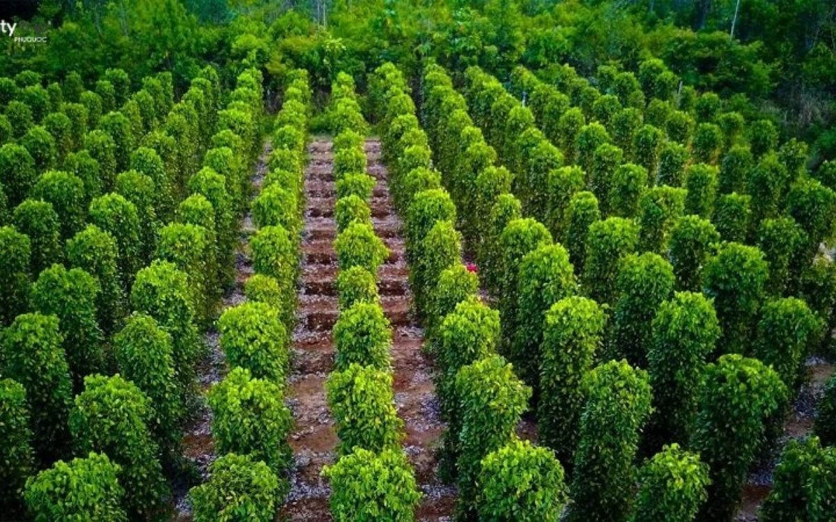 Vườn tiêu Khu Tượng tại Bắc đảo Phú Quốc