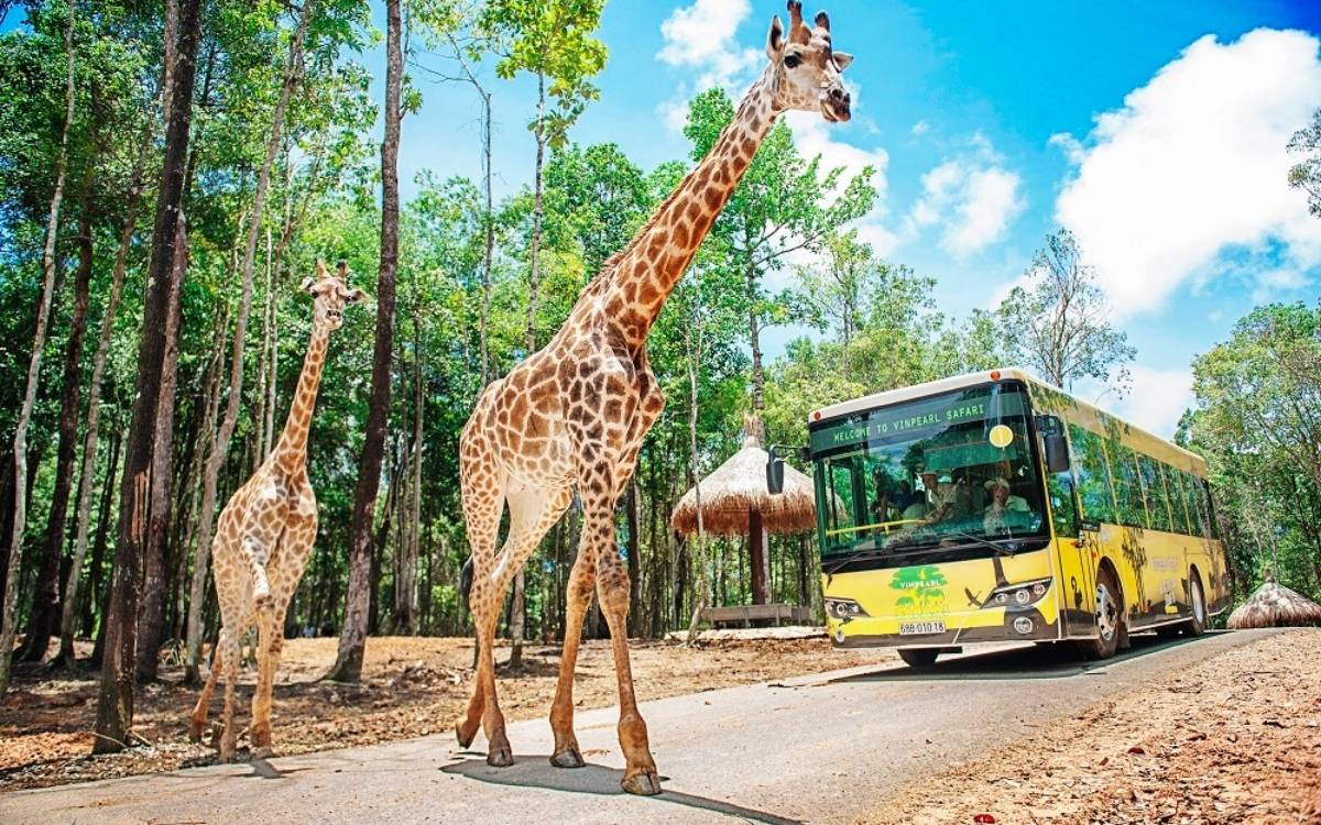 Tham quan Vinpearl Safari Phú Quốc khi du lịch Phú Quốc tháng 1