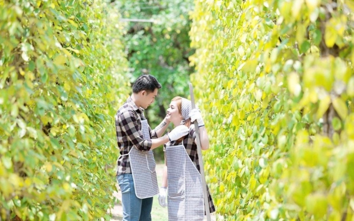Vườn tiêu tại Nam đảo Phú Quốc
