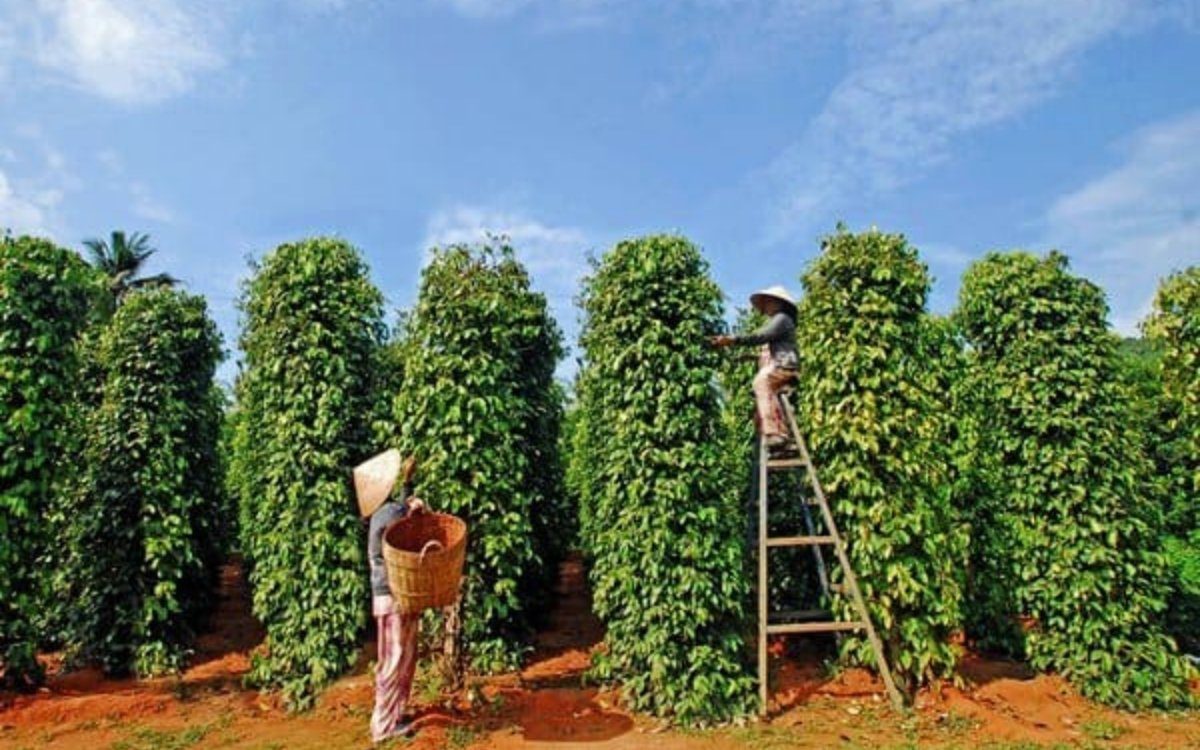 Ghé thăm vườn tiêu khi du lịch Phú Quốc tháng 3