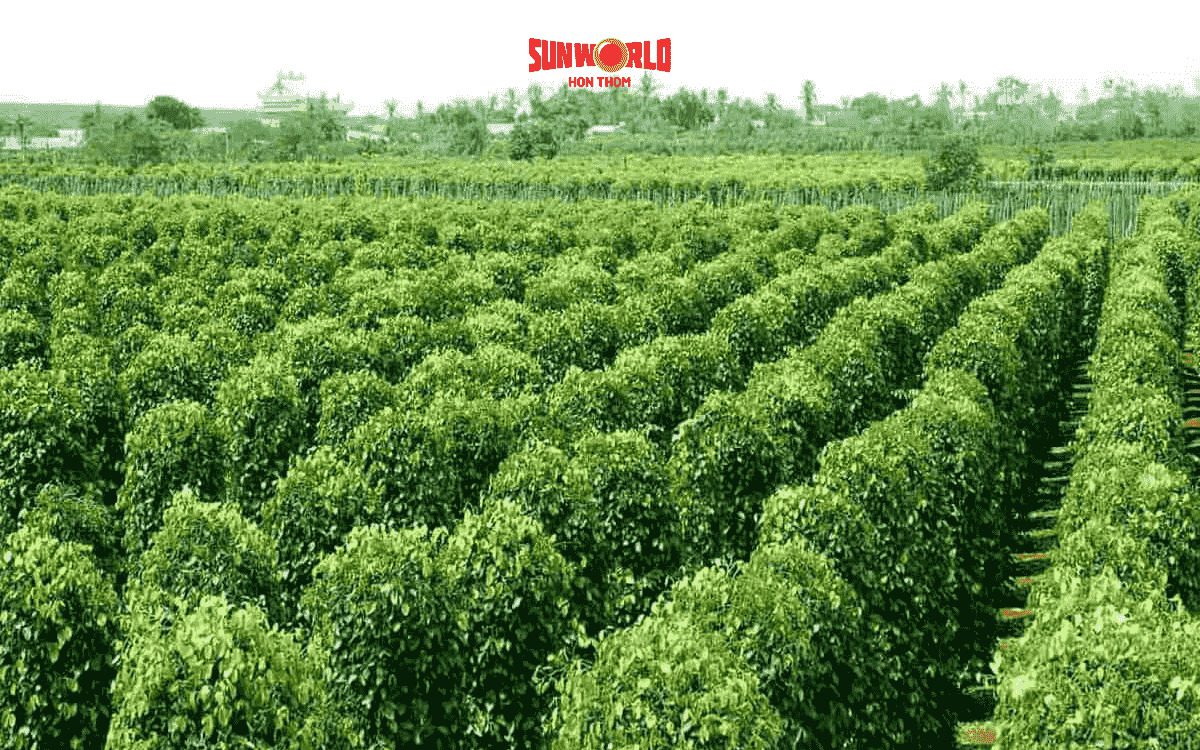 du lịch Phú Quốc tháng 8