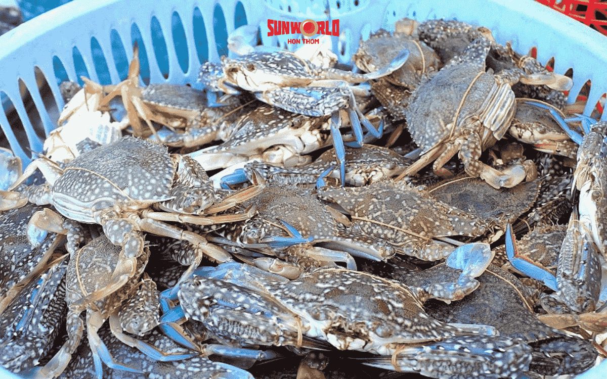 có nên đi du lịch phú quốc tháng 8