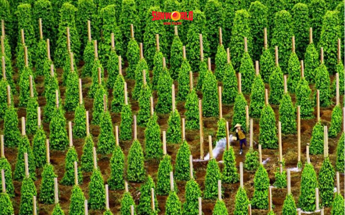 vườn tiêu phú quốc