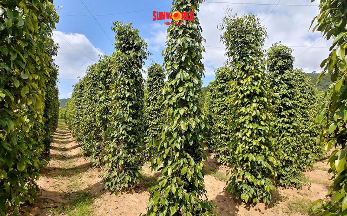 vườn tiêu phú quốc