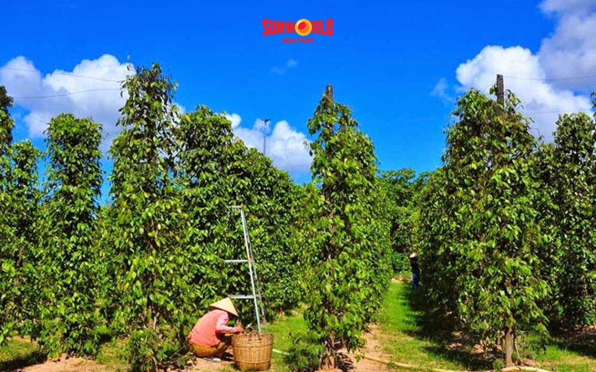 vườn tiêu phú quốc