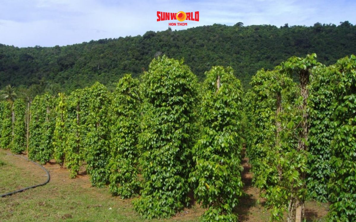 Tiêu đen Phú Quốc