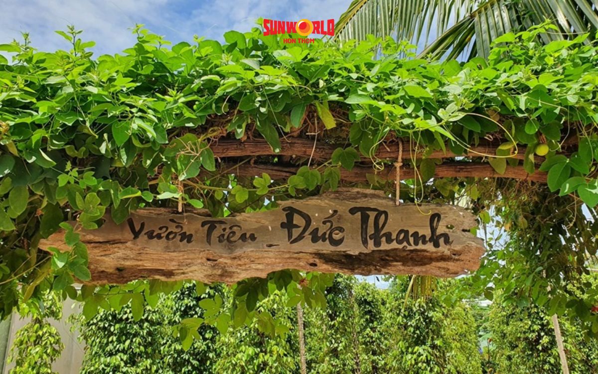 Tiêu đen Phú Quốc