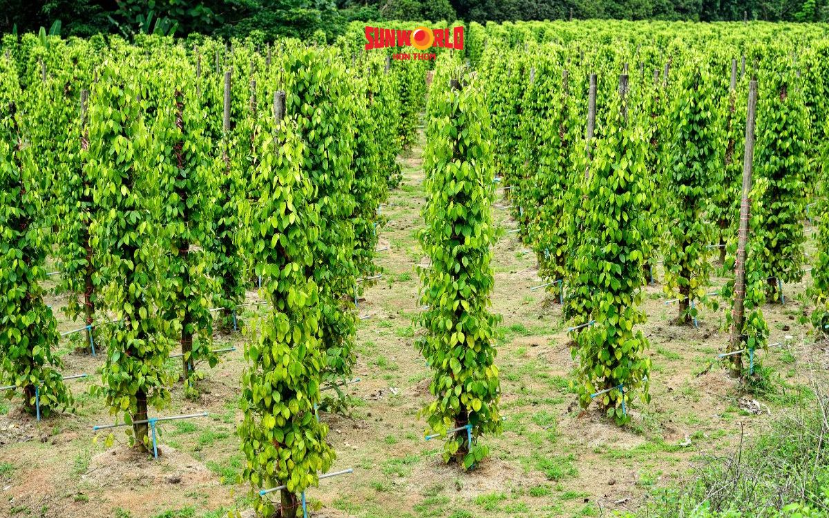 Tiêu đen Phú Quốc