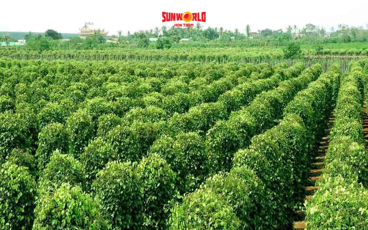 Tiêu đen Phú Quốc